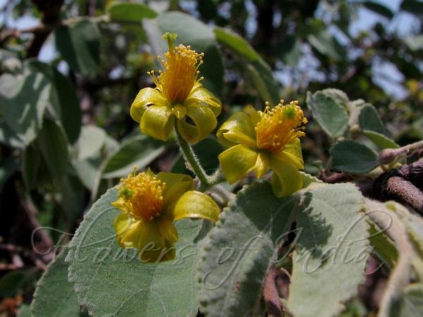 Roundleaf Crossberry